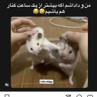 همستر سفید و مشکی