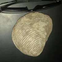 فسیل قدیمی