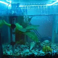 اکواریوم|ماهی|رشت, انصاری|دیوار