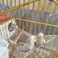 عروس هلندی|پرنده|شاهین‌شهر, بانک استان|دیوار