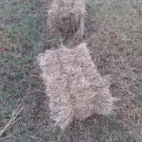 علف پرس