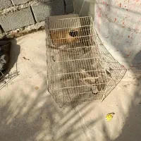 قفس|لوازم جانبی حیوانات|چغادک, |دیوار