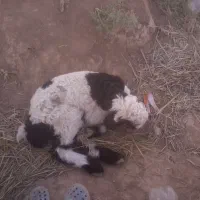 فروش‌10راس میش بره دار