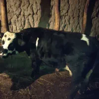 گاونر|حیوانات مزرعه|مشگین شهر, |دیوار