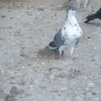 کفتر دمگیر دوبحر گلین|پرنده|اصفهان, گورت|دیوار