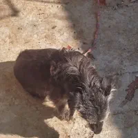 سگ خانگی|سگ|زاهدان, |دیوار