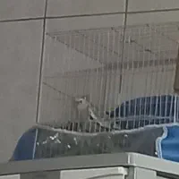 عروس هلندی ماده دستی|پرنده|مشهد, شهید آوینی|دیوار