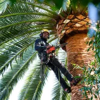 اره درخت گرازی بنزینی ( اقساطی ابزار ملت کرمان )