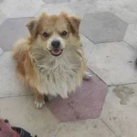 فروش سگ اشپیتز المانی