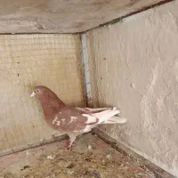 نر سیاه دمسفید و داهاتی اس