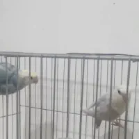 طوطی مولد برزیلی  رنگ‌خاص