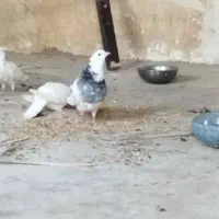 طوقی