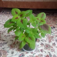 گل فروشی|گل و گیاه طبیعی|گلبهار, شهر جدید گلبهار|دیوار