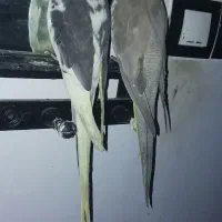 عروس هلندی گمشده