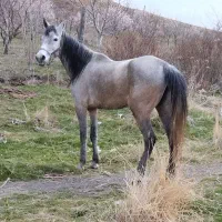 اسب