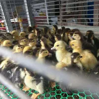 جوجه اردک اسرائیلی / روسی / اردک خارجی|حیوانات مزرعه|لاهیجان, بوجایه|دیوار