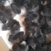 جوجه ۶روزه تمام سیاه|حیوانات مزرعه|بردسیر, |دیوار