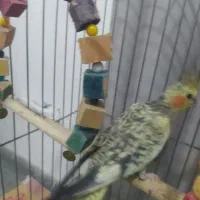 یک عدد عروس هلندی ماده ۱۰ ماهه
