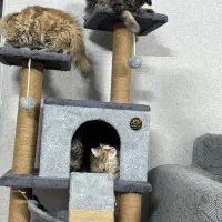 خانه گربه (اسکرچر گربه)