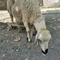 بزماده
