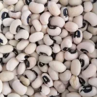 لوبیا چشم بلبلی درجه یک