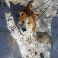 سگ پاکوتاه