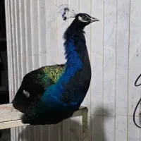 پرنده طاووس