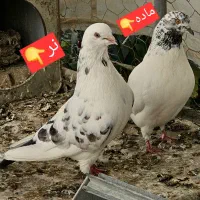 کبوتر پرشی، رنگی، استثنایی درجه یک