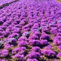 قرص کود ارگانیک ۱۲۰ عددی