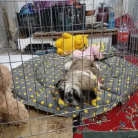 سگ شیتزو فلت|سگ|اراک, |دیوار