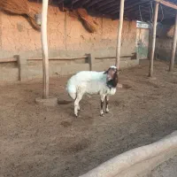 یک راس قوچ هترو