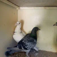 کفتر