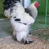 تخم،جوجه برهما لایت اصیل