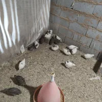 تخم نطفه دار و خوراکی بلدرچین