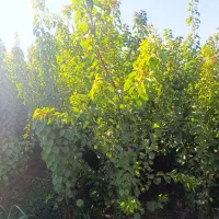 شهر  نهال مرکز فروش نهال اصیل