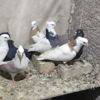 کبوتر رنگه پرشی نر|پرنده|مشهد, شهید قربانی|دیوار