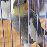 عروس هلندی میزان