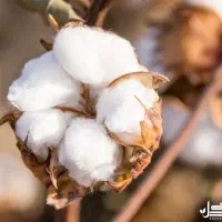 پشم طبیعی گوسفند