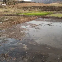 خزانه چلتوک دم‌سیاه اصل ویسیان