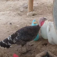 ۳بوقلمون ماده با نژاد کاملامحلی