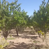 معاوضه زمین کشاورزی باخونه  زمین مسکونی در نجف ابا