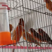 قناری  دارچینی سرخ سوخته سرخ ردفکتور کم رنگ