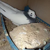 طوق سبز ماده|پرنده|شیراز, محمدیه|دیوار