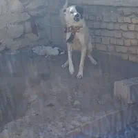 توله لاس ماده