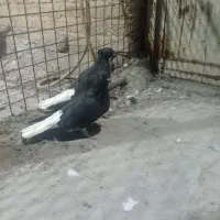 کبوتر نر و ماده اشعل