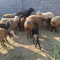 4 راس میش زاییده قوچ هترو
