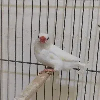 فنچ کرواتی|پرنده|تهران, جی|دیوار