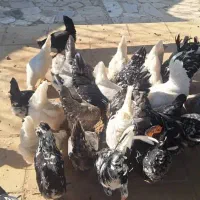 مرغ گلین لری اصیل