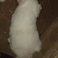 سگ پاپی مالتیز ت پاپی مالتیز