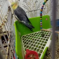 عروس هلندی|پرنده|مشهد, نرگس (شهرک غرب)|دیوار